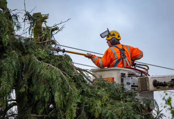 Woodlake, VA Tree Services Company