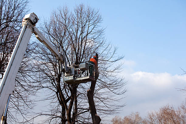 How Our Tree Care Process Works  in  Woodlake, VA